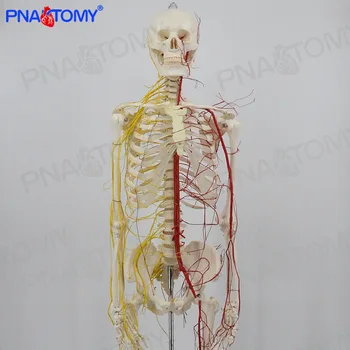 1:1 Meditsiinilise Simulatsiooni 170Cm Inimese Keha Neurovascular Skelett Luustiku Eemaldatav Ortopeediliste Mudel