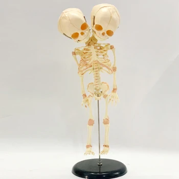 Kahekordne Pea Imiku Skelett Mudel 37cm Beebi Skelett Mudel Vallas Teadus-Mudel Skelett Anatoomia Õpetamise Uuringu Ekraan